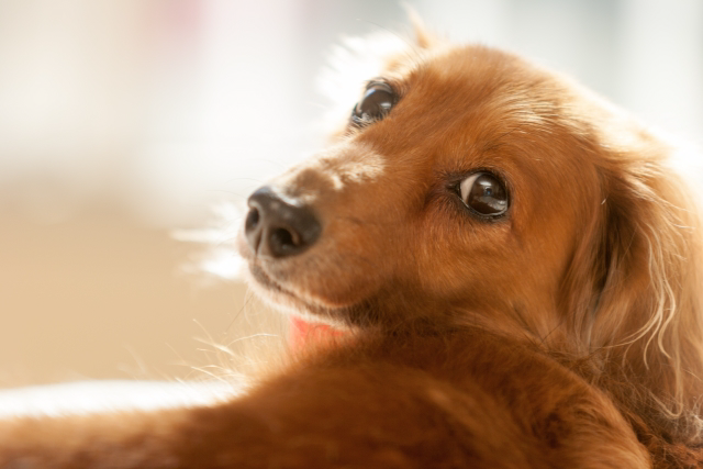 犬の画像